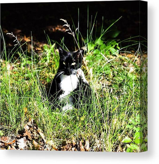 Cat Vibes - Canvas Print