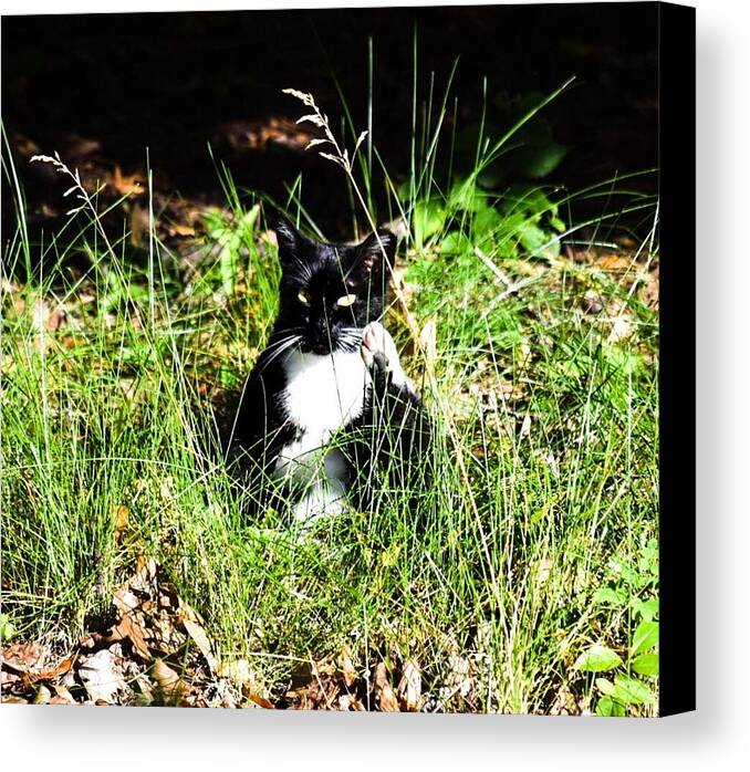 Cat Vibes - Canvas Print