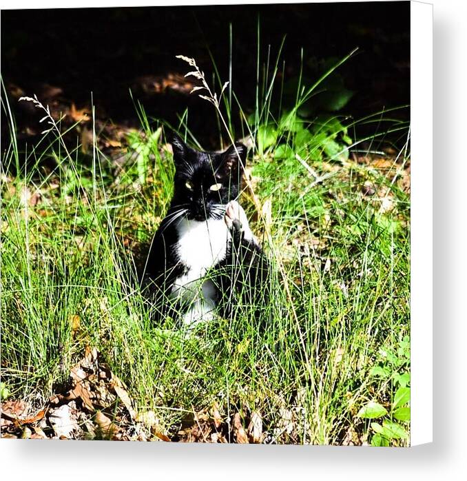 Cat Vibes - Canvas Print