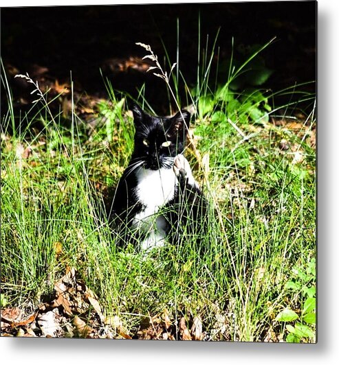 Cat Vibes - Metal Print