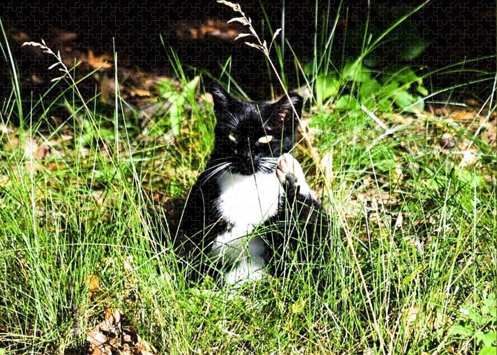 Cat Vibes - Puzzle