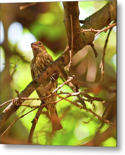 Perched - Metal Print