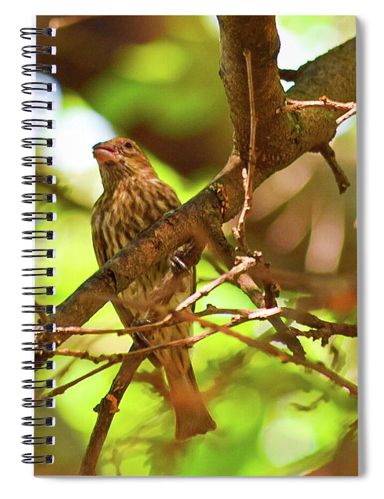 Perched - Spiral Notebook