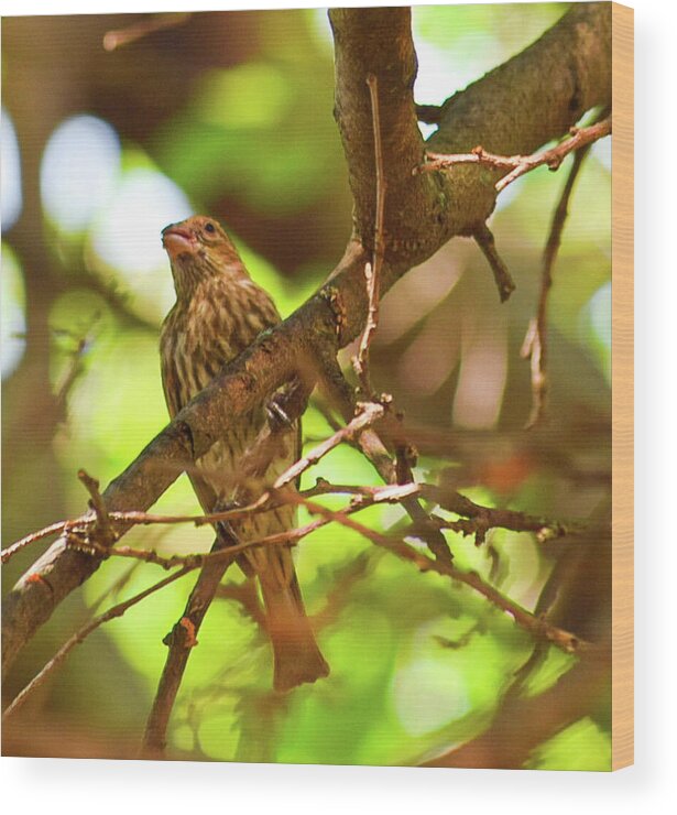 Perched - Wood Print