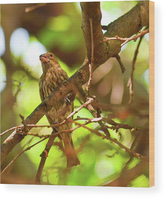 Perched - Wood Print