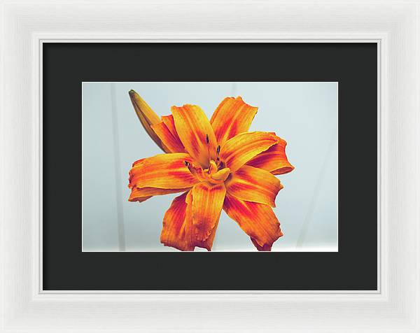 Orange Lilly - Framed Print