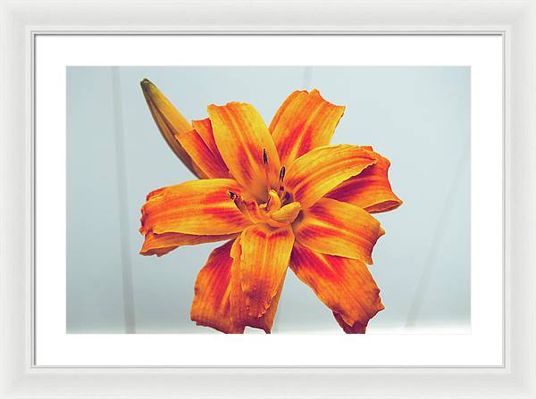 Orange Lilly - Framed Print