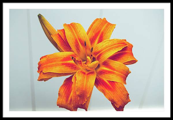 Orange Lilly - Framed Print