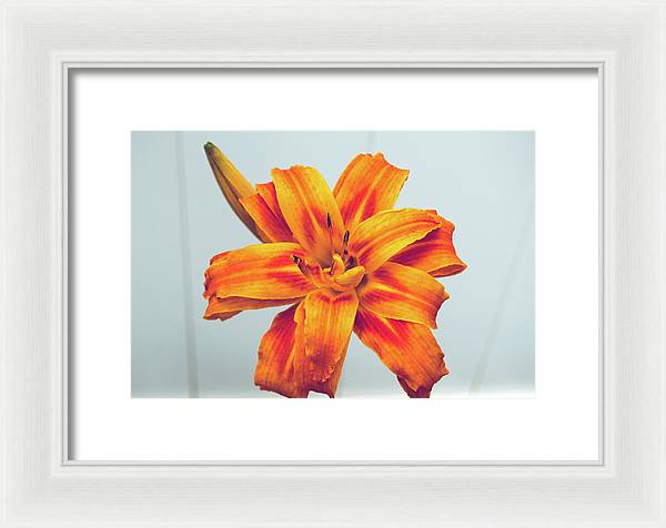 Orange Lilly - Framed Print