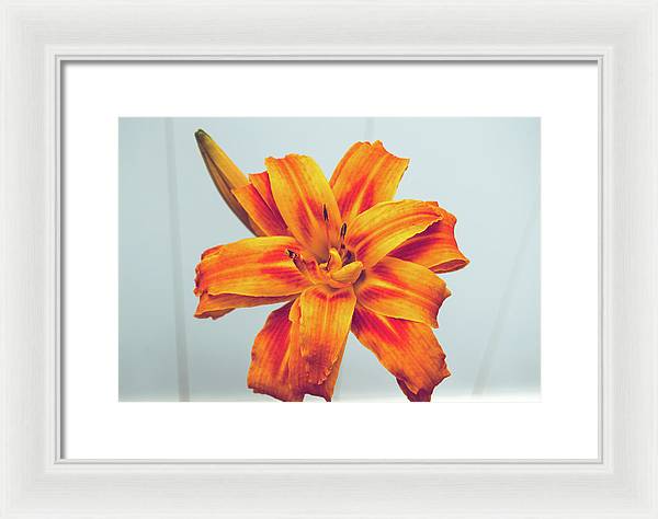 Orange Lilly - Framed Print