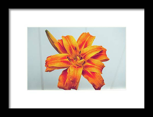 Orange Lilly - Framed Print