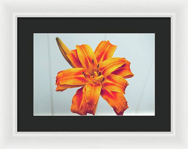 Orange Lilly - Framed Print