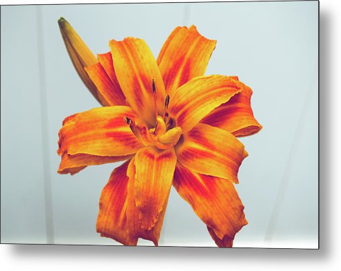 Orange Lilly - Metal Print