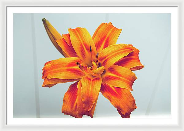 Orange Lilly - Framed Print
