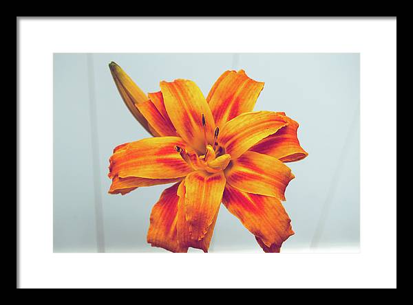 Orange Lilly - Framed Print