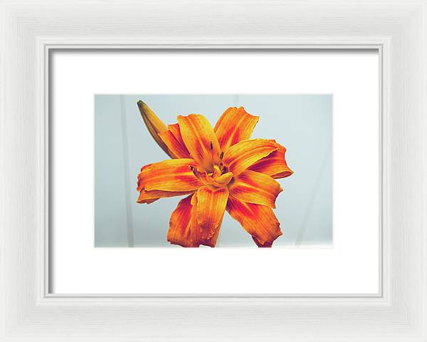 Orange Lilly - Framed Print