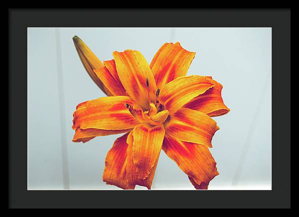 Orange Lilly - Framed Print