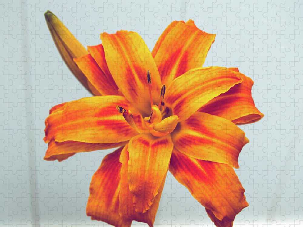 Orange Lilly - Puzzle