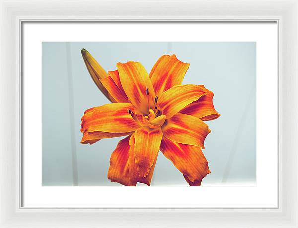 Orange Lilly - Framed Print