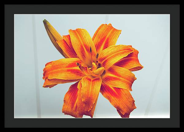 Orange Lilly - Framed Print