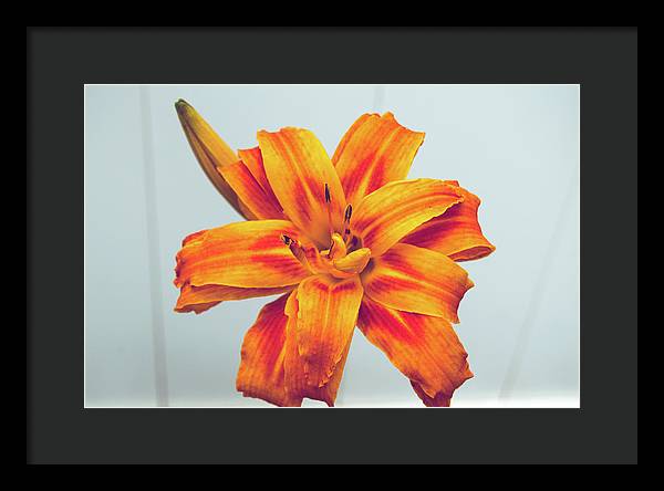 Orange Lilly - Framed Print