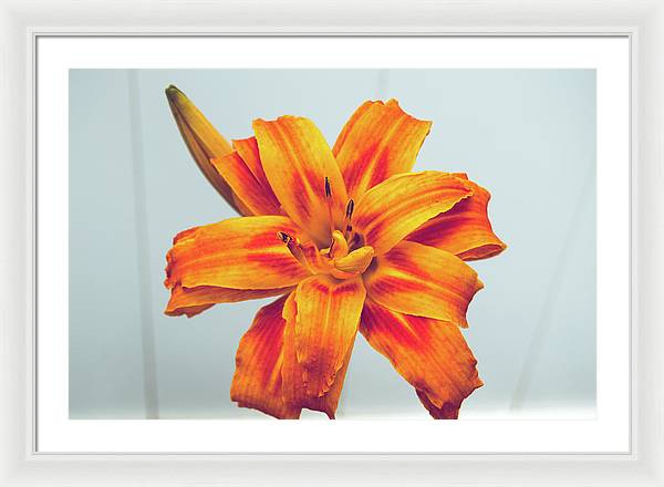 Orange Lilly - Framed Print