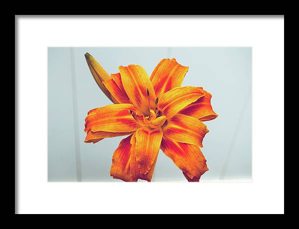 Orange Lilly - Framed Print