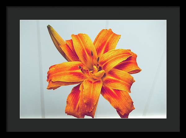 Orange Lilly - Framed Print