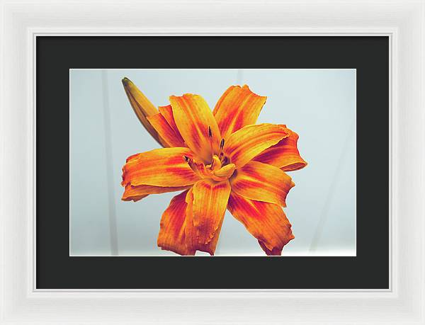 Orange Lilly - Framed Print
