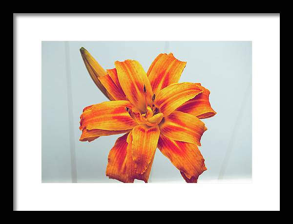 Orange Lilly - Framed Print