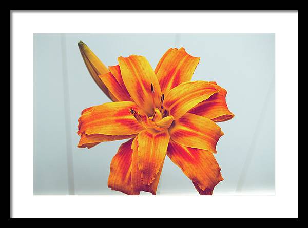 Orange Lilly - Framed Print