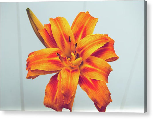 Orange Lilly - Acrylic Print