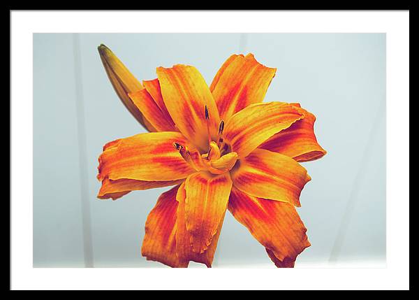 Orange Lilly - Framed Print