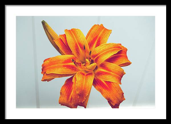 Orange Lilly - Framed Print