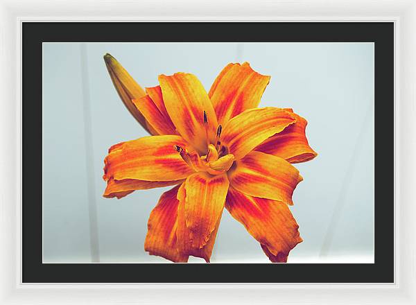 Orange Lilly - Framed Print