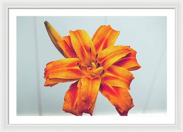 Orange Lilly - Framed Print
