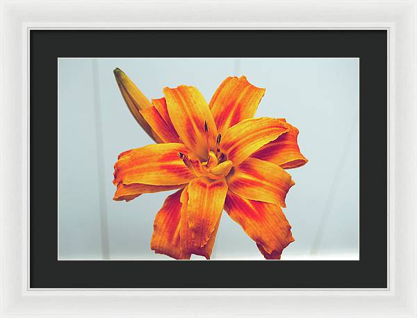 Orange Lilly - Framed Print