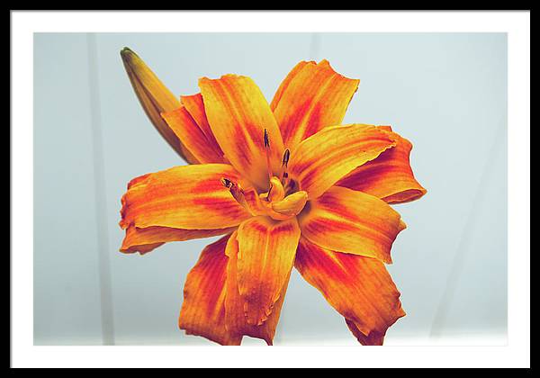 Orange Lilly - Framed Print