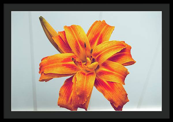 Orange Lilly - Framed Print