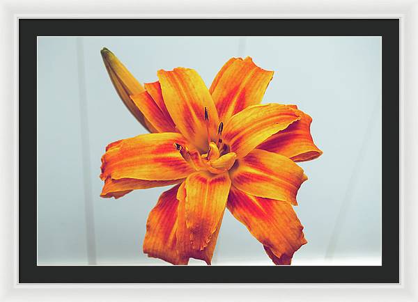 Orange Lilly - Framed Print