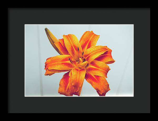 Orange Lilly - Framed Print