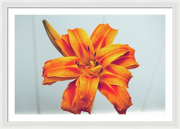 Orange Lilly - Framed Print
