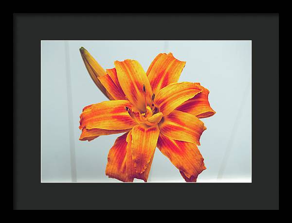 Orange Lilly - Framed Print