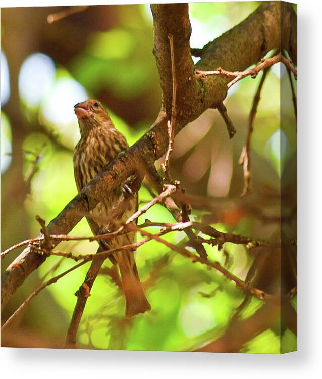 Perched - Canvas Print