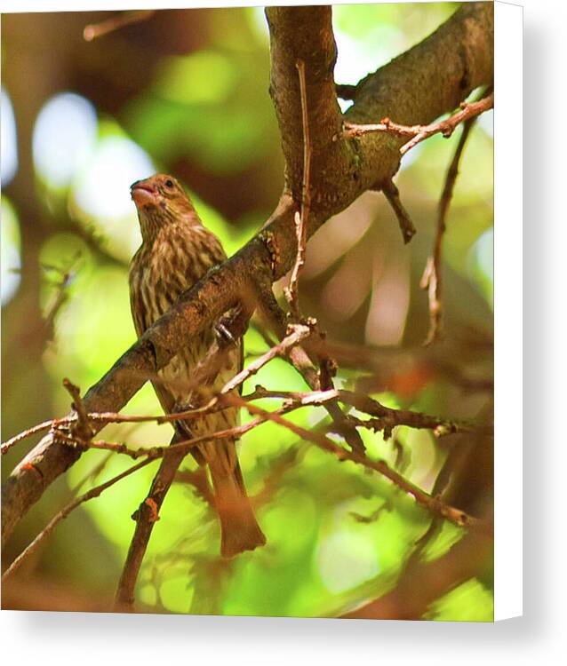 Perched - Canvas Print