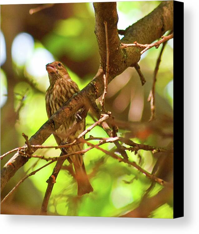 Perched - Canvas Print