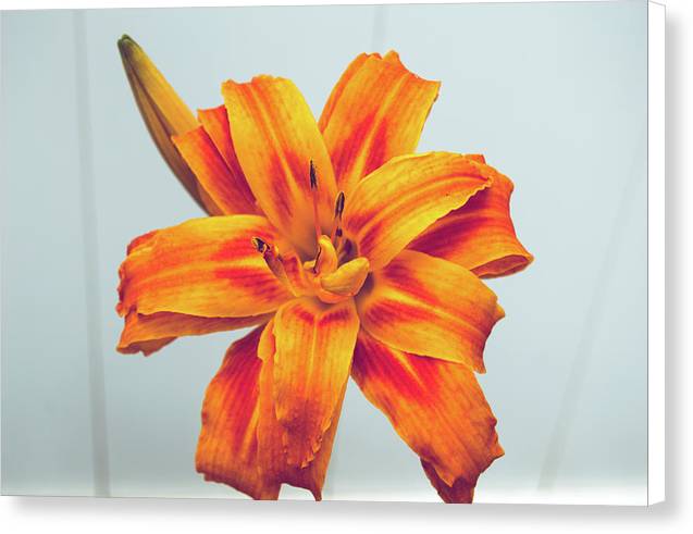 Orange Lilly - Canvas Print