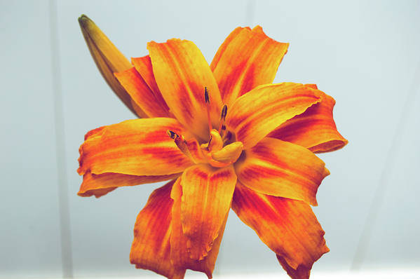 Orange Lilly - Art Print