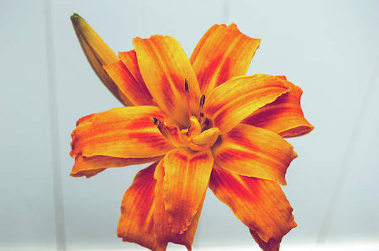 Orange Lilly - Art Print