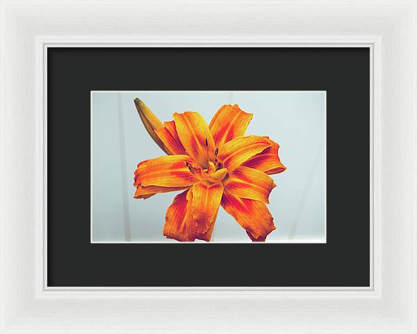Orange Lilly - Framed Print